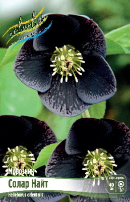 Морозник Солар Найт (1 шт)