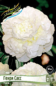 Пион Генри Сасс (1 шт)