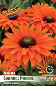 Эхинацея Сансикерс Минеола (1 шт)