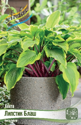 Хоста Липстик Блаш (1 шт)