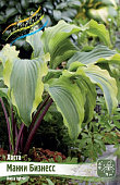 Хоста Манки Бизнесс (1 шт)