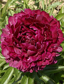 Пион Филипп Ривуар (1 шт)