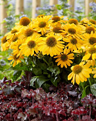 Эхинацея Твиити (1 шт)