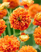 Гравилат Оранж Пампкин (1 шт)