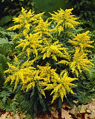 Золотарник Страхленкрон (1 шт)