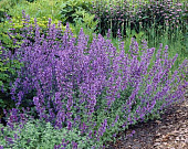 Котовник Сикс Хиллс Джиант (1 шт)