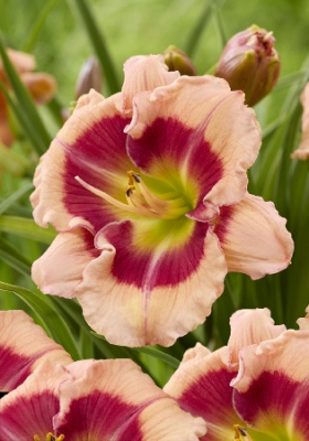 Лилейник Галактик Блаш (1 шт)