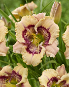 Лилейник Дезайн Спайдер (1 шт)