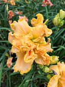 Лилейник Метаморфоза (1 шт)