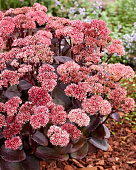 Очиток (Седум) Блэк Найт (1)