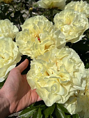 Пион Ванилла Шнаппс (1 шт)