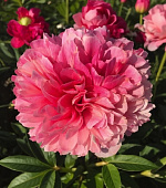 Пион Мэри Джо Легар (1 шт)