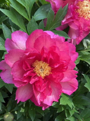 Пион Ноа Джоли (Ито) (1)