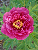 Пион Эви Джейн (Ито) (1)