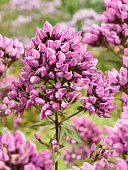 Флокс Бутоник (2 шт)