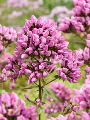 Флокс Бутоник (2 шт)