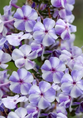 Флокс Гжель (2 шт)