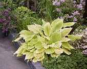 Хоста Лемон Фезерс (1 шт)