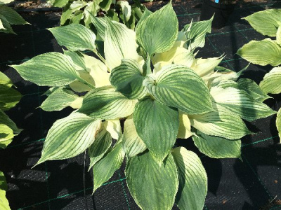 Хоста Силвер Фезер (1 шт)