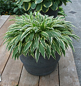 Хоста Стилетто (1 шт)