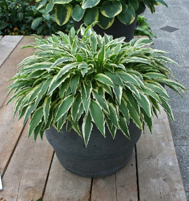 Хоста Стилетто (1 шт)