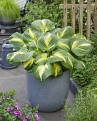 Хоста Хетвейев Хармони (1 шт)