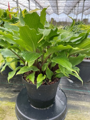 Хоста Хеэр Ноу Эвил (1 шт)