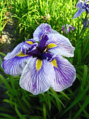 Ирис Роял Пигант (1 шт)