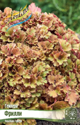 Гейхера Фрилли (1 шт)