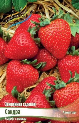 Земляника (Клубника) Сандра (5 шт)