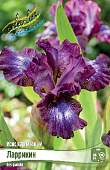 Ирис Ларрикин (1 шт)