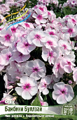 Флокс Бамбини Буллзай (2 шт)
