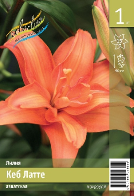 Лилия ЭКОНОМ-СЕРИЯ КЕБ ЛАТТЕ (1 шт)