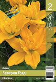 Лилия ЭКОНОМ-СЕРИЯ БЕВЕРЛИ ГОЛД (2 шт)
