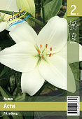 Лилия ЭКОНОМ-СЕРИЯ АСТИ (2 шт)