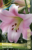 Лилия БЕЛЛСОНГ 16/18 (3 шт)