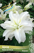 Лилия АРОЗА 16/18 (3 шт)
