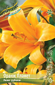 Лилия ОРАНЖ ПЛАНЕТ 16/18 (3 шт)