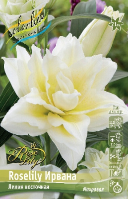 Лилия Roselily Ирвана (5 шт)