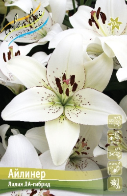 Лилия АЙЛИНЕР 16/18 (3 шт)