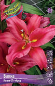 Лилия Бакка (5 шт)