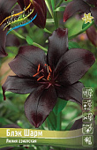 Лилия БЛЭК ШАРМ 16/18 (3 шт)