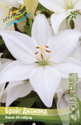 Лилия БРАЙТ ДИАМОНД 16/18 (3 шт)
