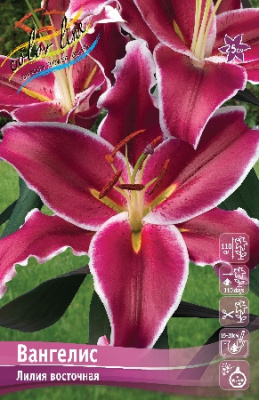 Лилия ВАНГЕЛИС 16/18 (3 шт)