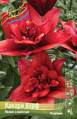 Лилия КАНАРИ ВАРФ 16/18 (3 шт)