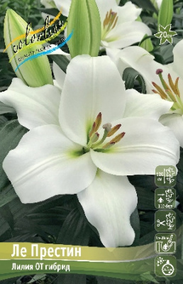 Лилия Ле Престин (5 шт)