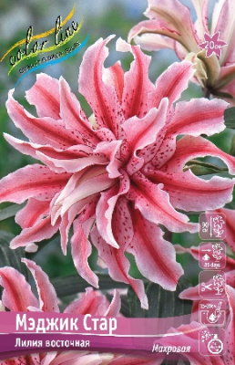 Лилия МЭДЖИК СТАР 16/18 (3 шт)