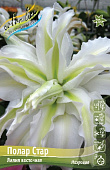 Лилия ПОЛАР СТАР 16/18 (3 шт)
