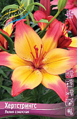 Лилия ХЕРТСТРИНГС 16/18 (3 шт)