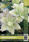 Лилия ЭКОНОМ-СЕРИЯ ROSELILY ДЖОЕЛЛА (1 шт)